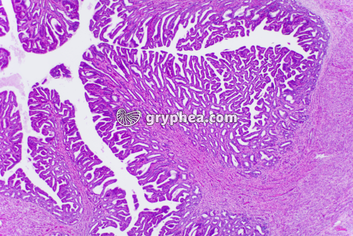 Utérus phase folliculaire Souris x10 - gryphea.com